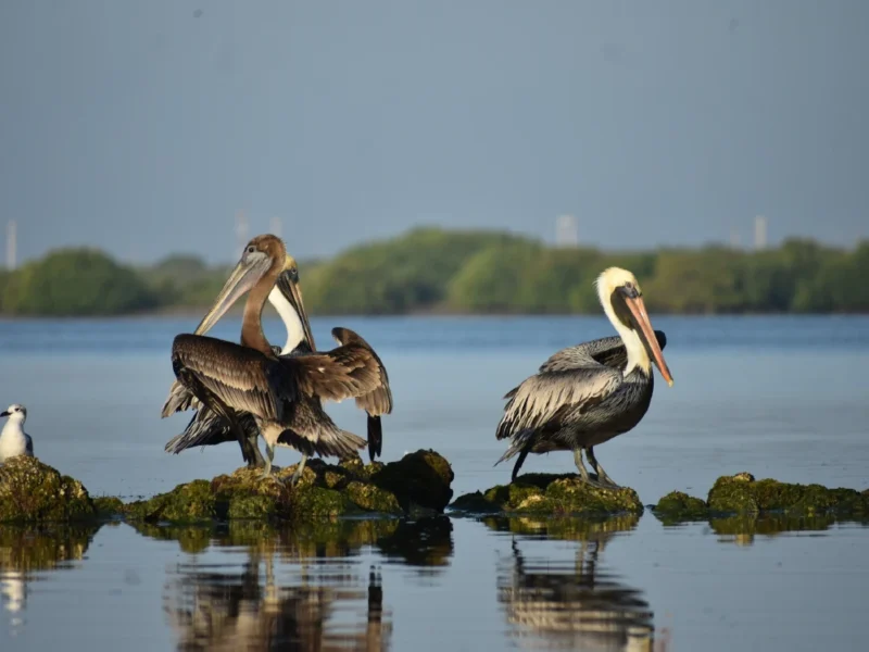 Naturaleza en Progreso, Yucatán: manglares, aves y paisajes únicos.